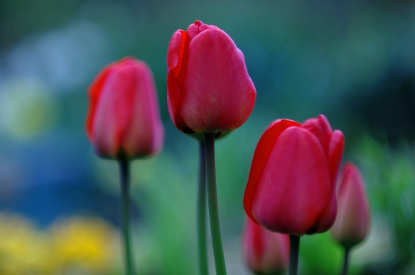 tulips 2013 ii